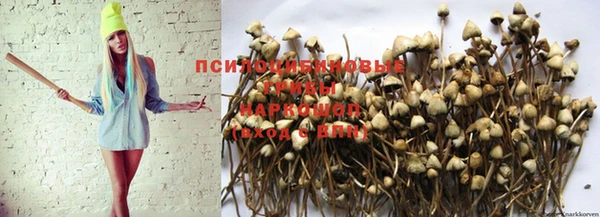 ГАЛЛЮЦИНОГЕННЫЕ ГРИБЫ Балахна